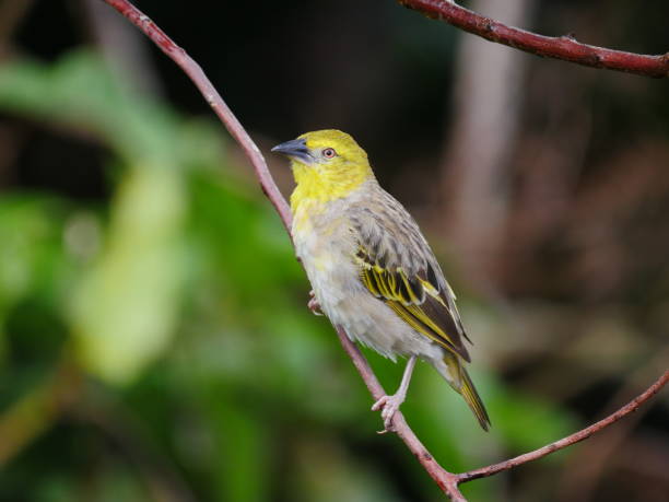 istock Yellow bird from Mauritius perching in natural habitat, looking at camera 1395526902
