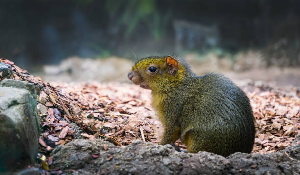 close-up de green acouchi (myoprocta pratti) sentado contra fundo cinza. animal de mamífero fofo no zoológico de moscou. - agouti - fotografias e filmes do acervo