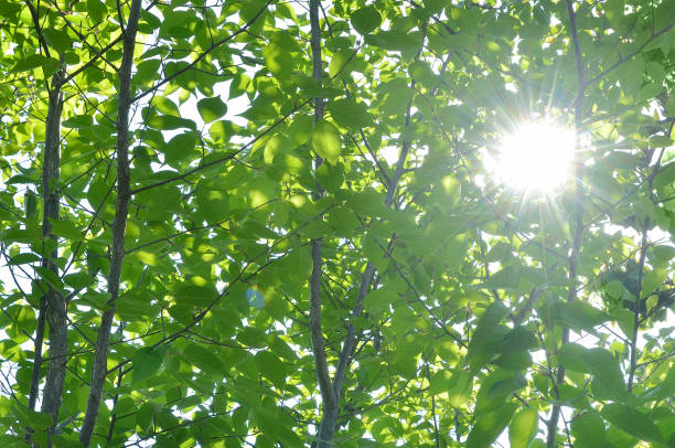 istock The Sunbeam Through the Fresh Green Leaves 1395530260