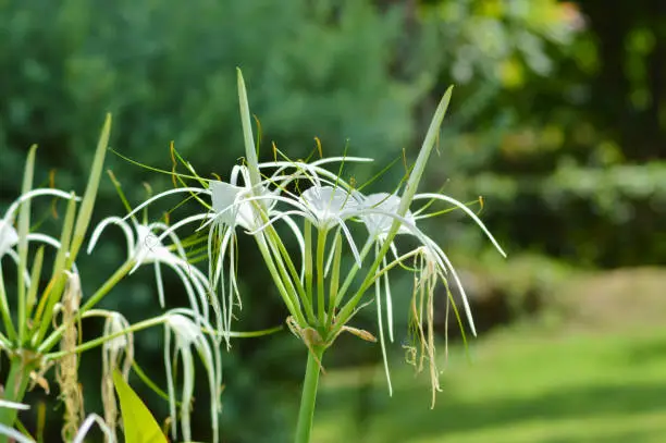 Close Up Natural Fresh White Flower Of Beach Spider Lily Or Hymenocallis Littoralis With Blurry Green Background