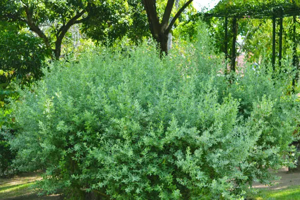 Fresh Green Garden View Of Texas Ranger Or Texas Sage Or Leucophyllum Frutescens Plants