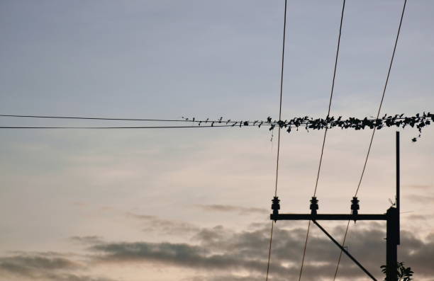 istock silhouette climbing weed crawling roll electric wire on sunset sky 1395530556