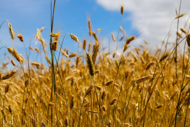 istock cereal plants during cultivation in the field in summer 1395531789