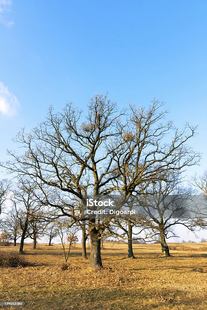 Sunny day Winter sunny day Blue Stock Photo