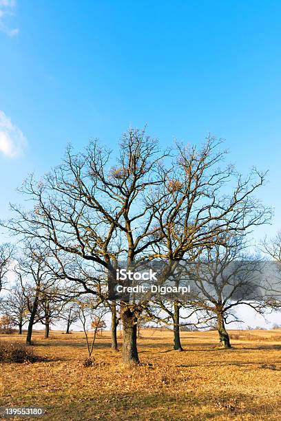 Sunny Day Stock Photo - Download Image Now - Blue, Brown, Forest