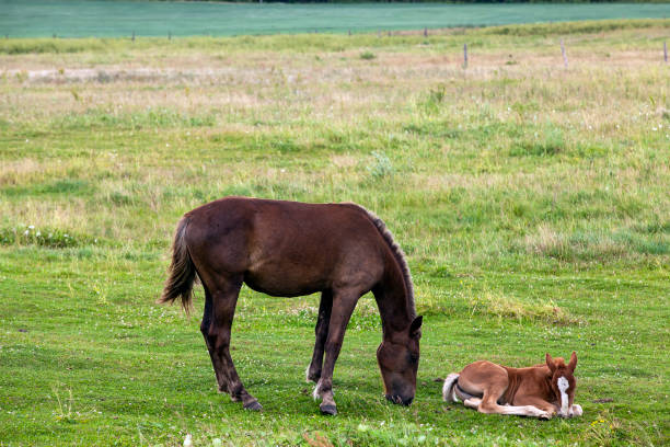 istock a domestic horse while grazing in a field with green grass 1395531820