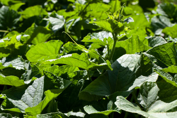 istock agricultural field where cucumbers are grown 1395531840