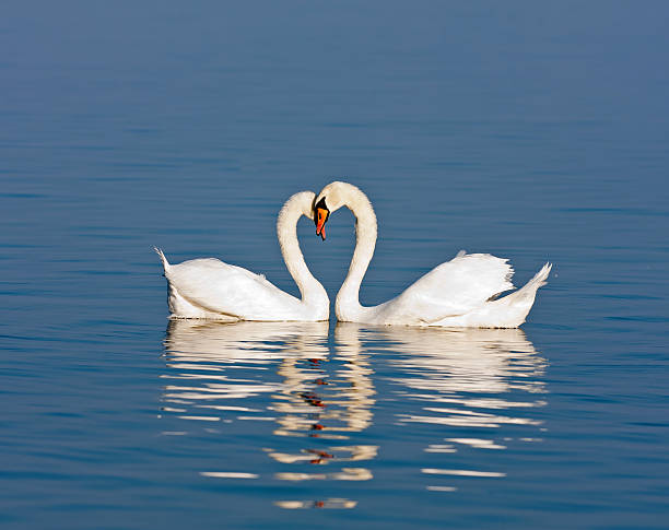 istock Loving swan pair forming a heart shape with their necks 139553341