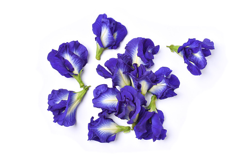 Flowering Blue Flag Iris (Iris virginica). Photo taken at Upper Waccasassa Conservation Area in Levy county, Florida. Nikon D7200 with Nikon 200mm macro lens.