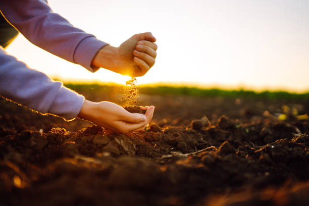 Female hands touching soil on the field at sunset. stock photo