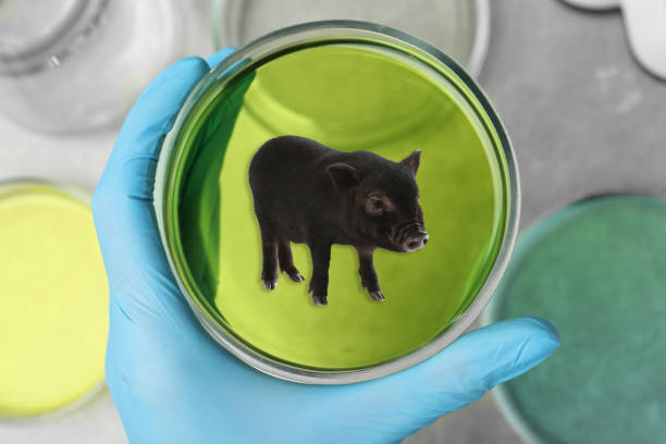 istock Scientist holding Petri dish with small pig over table, top view. Cultured meat concept 1395536921