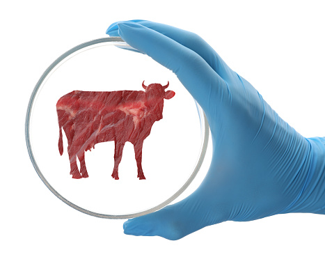 Scientist holding Petri dish with cow silhouette made of beef on white background, closeup. Cultured meat