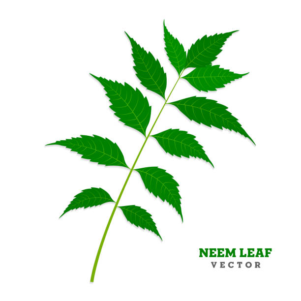 Neem Tree Vector Free | AI, SVG and EPS