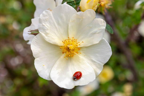 The ‘ecae‘ is a species of rose native to Afghanistan and Turkestan.