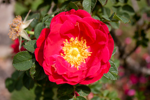 The rose ‘red rugostar‘ can be deciduous or semi-evergreen shrubs or scrambling, with usually thorny stems.