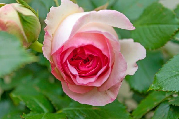istock A splendid specimen of a rose ‘Pierre de Ronsard‘ in bloom. 1395537807