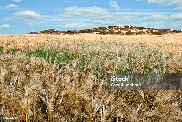 Photo libre de droit de Champ De Blé banque d'images et plus d'images libres de droit de Agriculture - Agriculture, Avoine cultivée, Blé