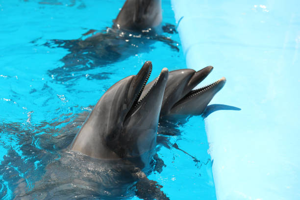 istock Dolphins swimming in pool at marine mammal park 1395538063