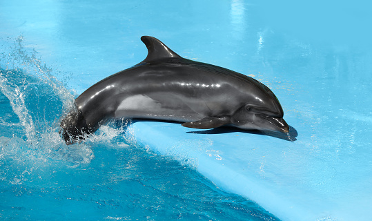 Two dolphins swim in the pool.