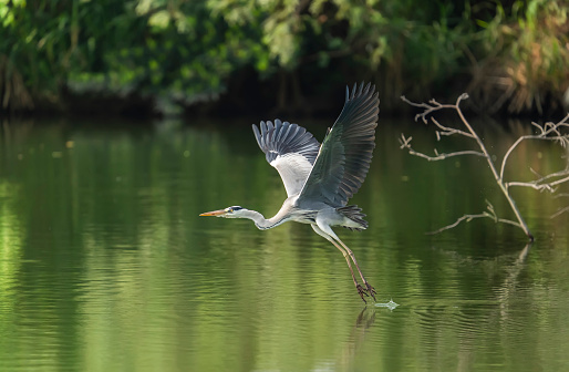 Portrait of natural grey heron in flight