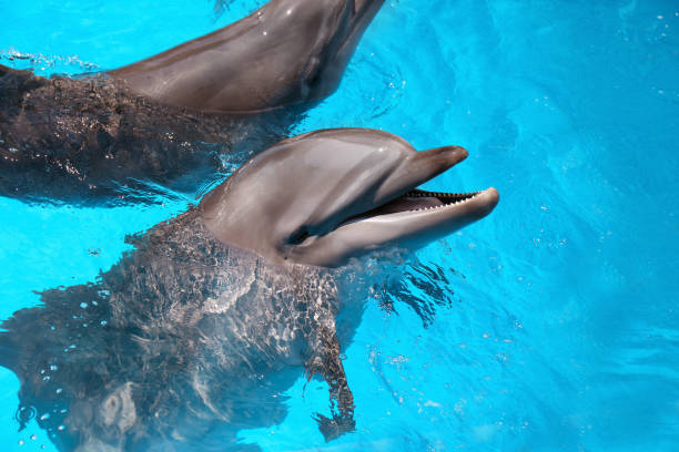 istock Dolphins swimming in pool at marine mammal park 1395538395
