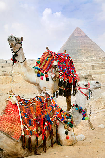 istock Bedouin camel rests near the Pyramids, Cairo, Egypt 139553842