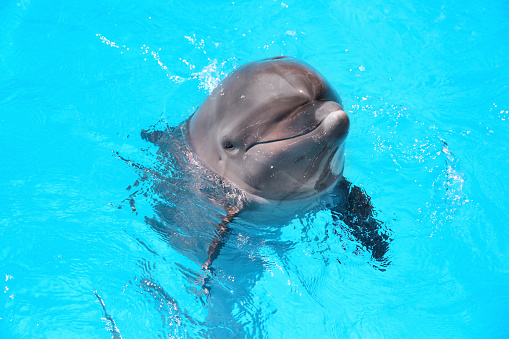 Dolphin swimming in pool at marine mammal park