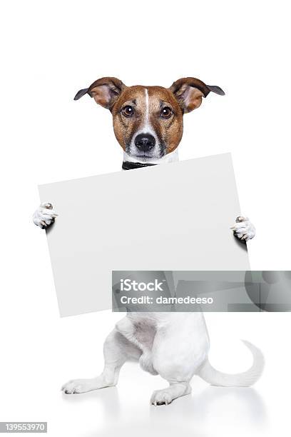 Hund Hält Eine Weiße Banner Stockfoto und mehr Bilder von Anschlagbrett - Anschlagbrett, Fokus auf den Vordergrund, Fotografie