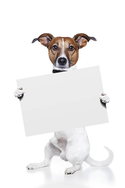 istock dog holding a white banner 139553970