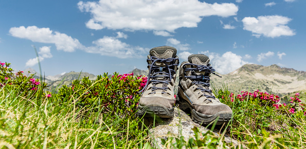 Hiking boots with alpine roses in the mountains