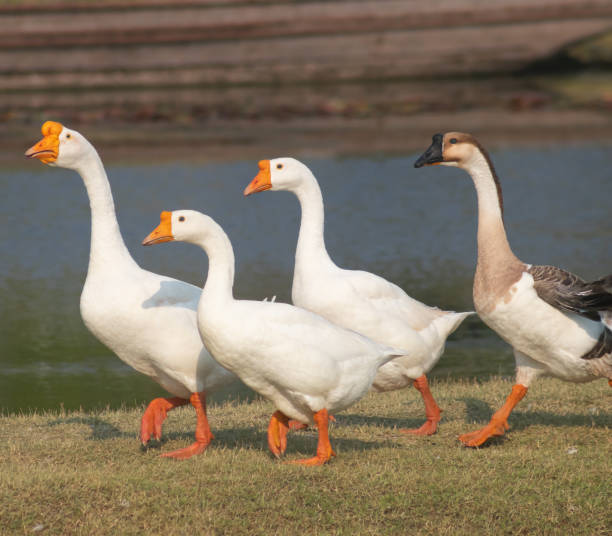 istock masses white geese walk on the farm 1395540638