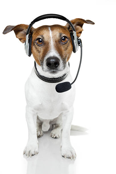 犬、ヘッドセット - male animal audio ストックフォトと画像