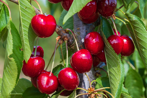 Close up of juicy fresh ripe cherries hanging on a branch from Rheingau/Germany