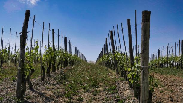 los paisajes de los viñedos y el campo de la langhe piamontesa - globe grape fotografías e imágenes de stock