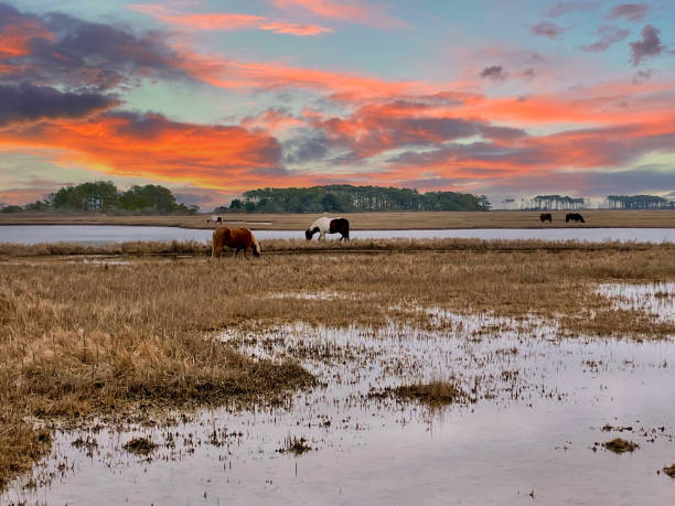 Assateague Island - Wild Horse