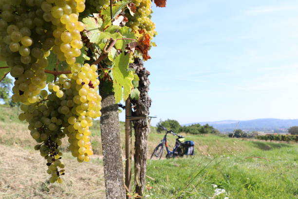 istock Grapes by bike 1395542100