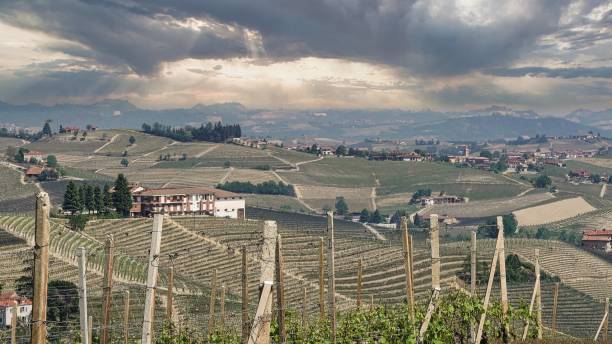 los paisajes de los viñedos y el campo de la langhe piamontesa - globe grape fotografías e imágenes de stock