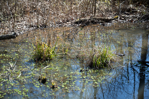 Southern state wetlands in spring. Captured near Cumming in Georgia (USA).