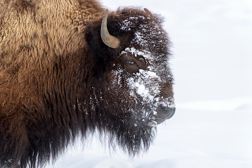 American Bison (Bison bison) portrait during winter, close up, Yellowstone National Park, Wyoming, United States