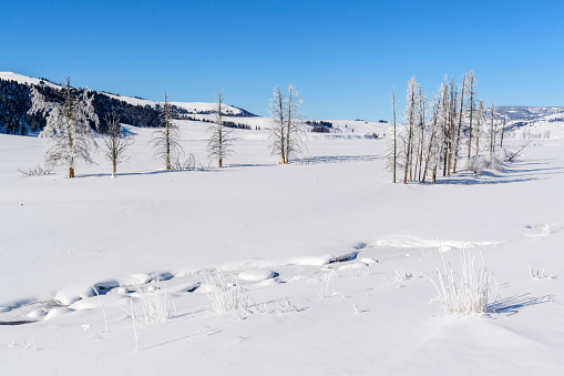 Lamar valley during winter, Yellowstone, Wyoming, Montana, USA.