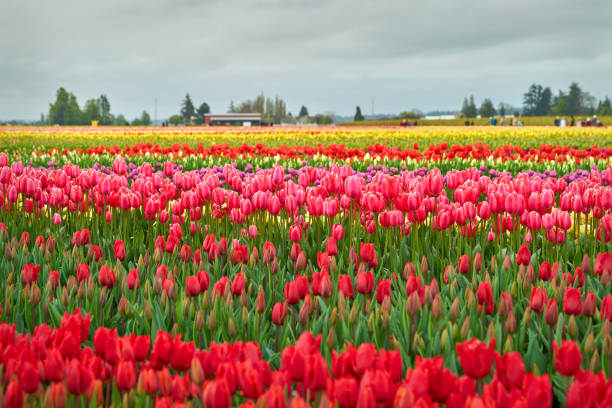 istock Multicolored Tulip Festival Washington State 1395544750