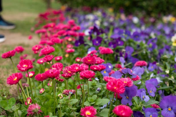 istock Nishat Baug, Srinagar Mughal Garden 1395545573