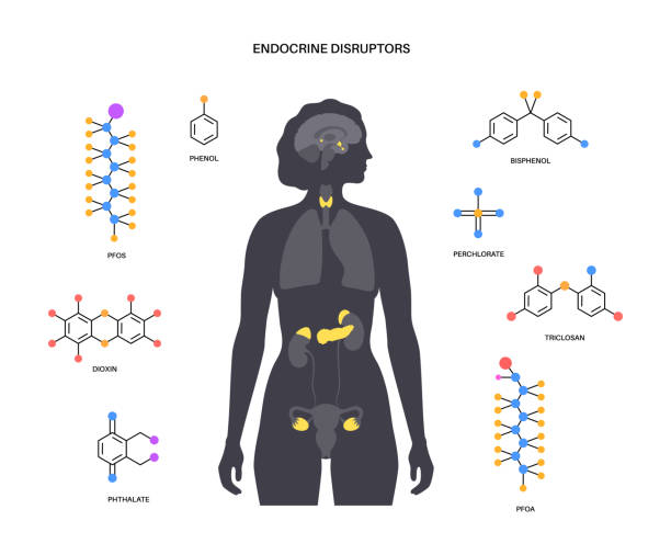 Endocrine disruptors poster Endocrine disruptors in human body. Adrenal glands, thyroid, parathyroid, ovary and pancreas in female silhouette. Pineal and pituitary glands in brain. Complex network of organs vector illustration persistent organic pollutants stock illustrations