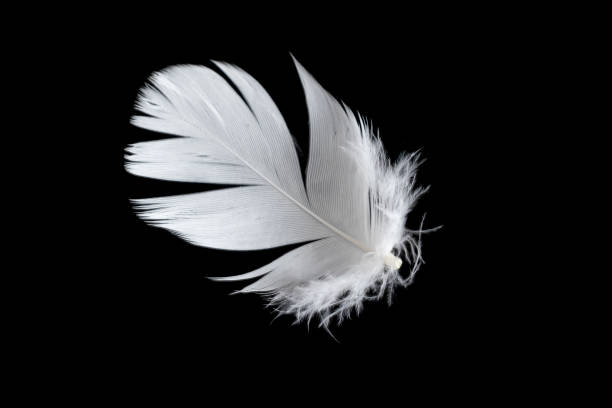 istock white feather of a goose on a black background 1395545753