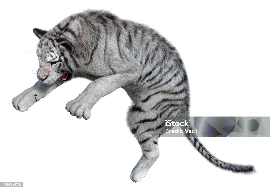 3D Rendering White Tiger on White 3D rendering of a white tiger isolated on white background Animal Stock Photo 3D Rendering White Tiger on White 3D rendering of a white tiger isolated on white background Animal Stock Photo