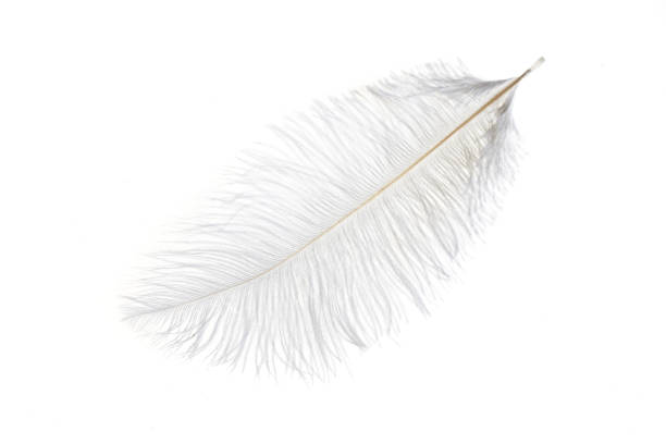 istock white ostrich feather on a white isolated background 1395546391