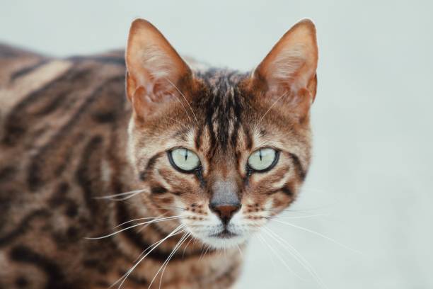 istock Brown cat with green eyes 1395547169