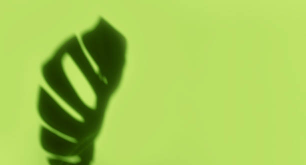 istock Creative copyspace with shadows on a shiny soft green wall. Top view of leaves shadows on the pink background 1395547928