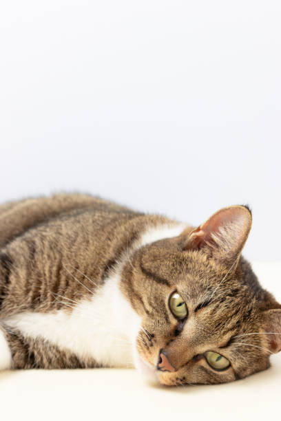 istock Gray shorthair domestic tabby cat lying. 1395548844