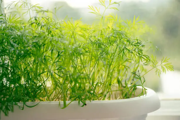 Green young dill close-up. Growing spicy microgreens at home on window. Spices for cooking. Home gardening.